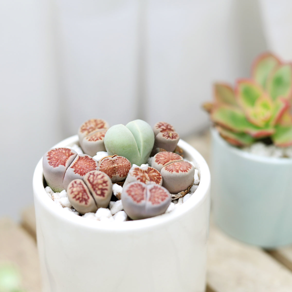 buy lithops living stones live cactus live cactus 2" pot online, stone-mimicking fleshy paired leaves, earthy tan and olive tones, compact ground-hugging growth form, ultra drought tolerant succulent, perfect for a sunny minimalist windowsill display, a unique and thoughtful