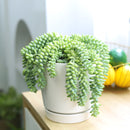 sedum donkey's tail, sedum burrito, succulents garden, how to grow succulents, monthly succulents, cactus, Succulents, succulent care guide, succulents store in CA, indoor succulents, sedum donkey's tail in California, How to grow sedum donkey's tail, Indoor Succulents
