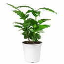 Coffea arabica, coffee plant in a pot, how to grow coffee plant indoors, easy to care houseplants