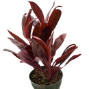 3 inch Cordyline 'Calypso Queen', Cordyline 'Calypso Queen' near me, buy Cordyline 'Calypso Queen' online, colorful houseplants