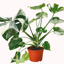 buy monstera 'thai constellation' live houseplant 2" pot online, rare starter tropical aroid with constellation-patterned cream and green variegation on smooth young leaves, slow-growing upright climber from thai tissue culture origins, thrives with humidity support and bright filtered light, a one-of-a-kind celestial gift for plant parents of all levels