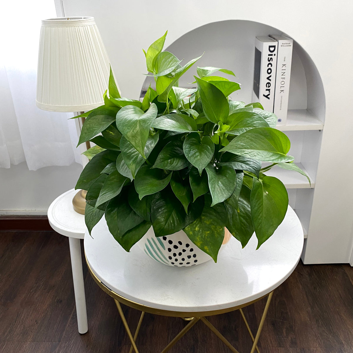 buy pothos jade live houseplant 4" pot online, deep forest green glossy heart-shaped leaves, compact trailing vining form, easy care drought-tolerant cultivar, lush dark foliage, a natural boho accent for shelves or windowsills, an ideal low-maintenance green gift for plant lovers