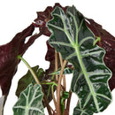 buy alocasia polly 'african mask' live plant 4" pot online, arrowhead-shaped dark forest-green leaves with contrasting bright white veins and slightly wavy margins, upright compact clumping form, smooth glossy tropical texture, thrives in bright indirect filtered light with consistent moisture, a stunning display plant for modern or bohemian home decor, a gorgeous gift choice for houseplant fans
