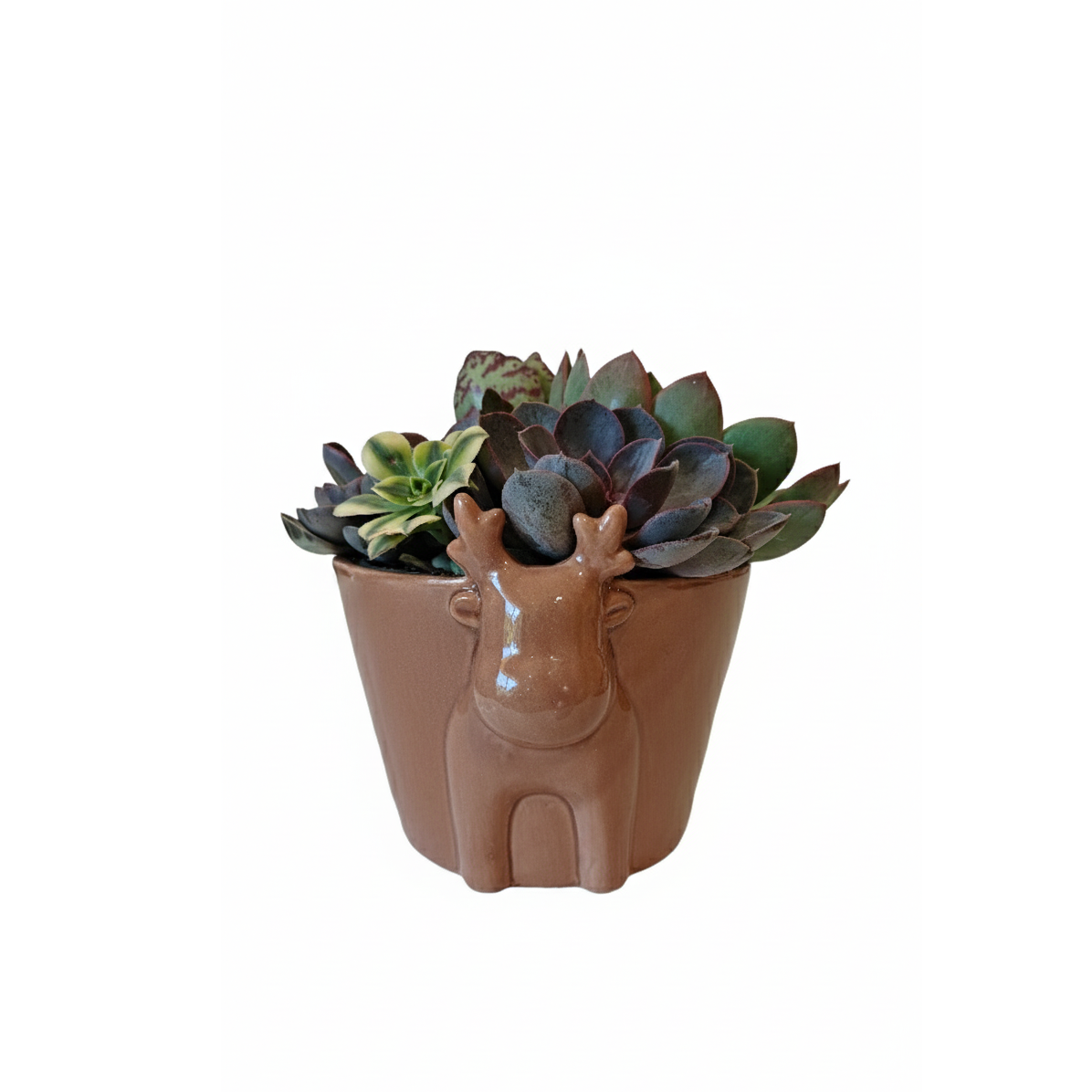 6 inch Mocha Reindeer Head Ceramic Pot with Succulents Arrangement, large succulents arrangement, buy xmas gifts online