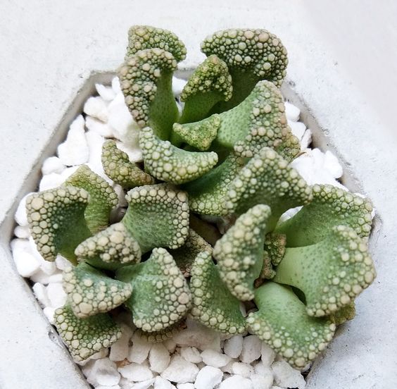 buy concrete leaf titanopsis calcarea cactus live cactus 2 inch online, grey-green rosette with white warty tubercles, compact mat-forming growth habit, slow-growing mimicry succulent, stone-textured fleshy leaves, modern minimalist shelf decor, unique collector gift for succulent lovers