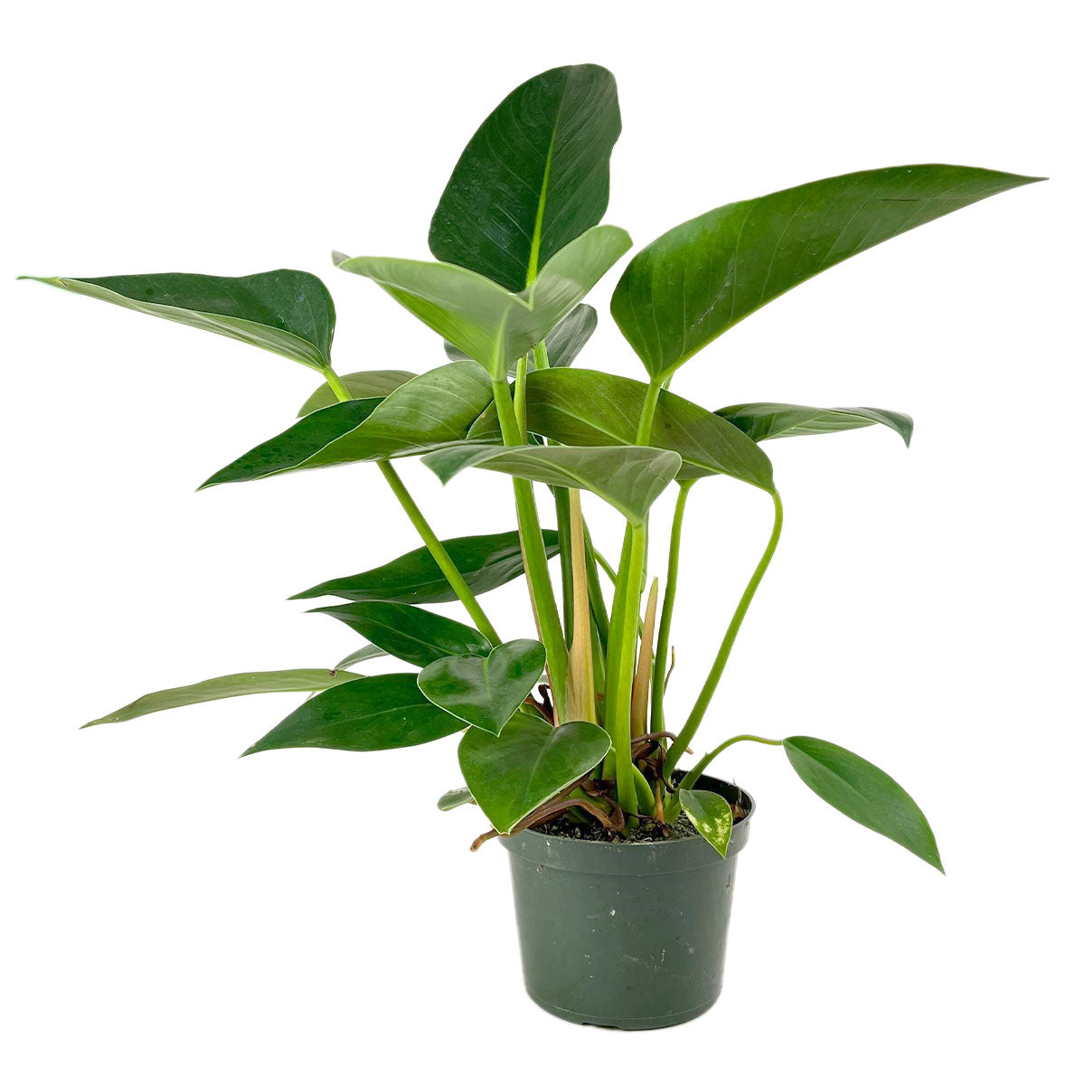 6" pot philodendron 'congo green' live air plant for sale, oversized glossy smooth-edged leaves, clumping upright tropical form, robust bushy silhouette, adapts to medium and bright indirect light, bold statement piece for offices or living spaces, excellent gift for plant enthusiasts