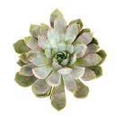 buy echeveria 'summer' live succulent 4 inch online, dense tight rosette silhouette, plump succulent leaves with soft pink highlights, architectural form and vivid coloration, pet friendly and easy care, stunning housewarming or birthday gift
