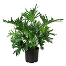8" pot philodendron 'lickety split' live houseplant for sale, lush tropical foliage with finger-like deep splits and glossy texture, self-supporting upright clumping plant with no trailing habit, fast establishing and forgiving of occasional neglect, new growth emerges in vibrant lime green, a showstopping statement plant for living rooms and entryways, a memorable gift for houseplant collectors and beginners alike