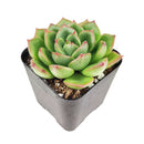 4 inch echeveria cris live succulent for sale, rosette of plump lime-green and blue-toned leaves with subtle pink margins, easy care beginner-friendly succulent, offsets to form clusters over time, non-toxic and pet safe