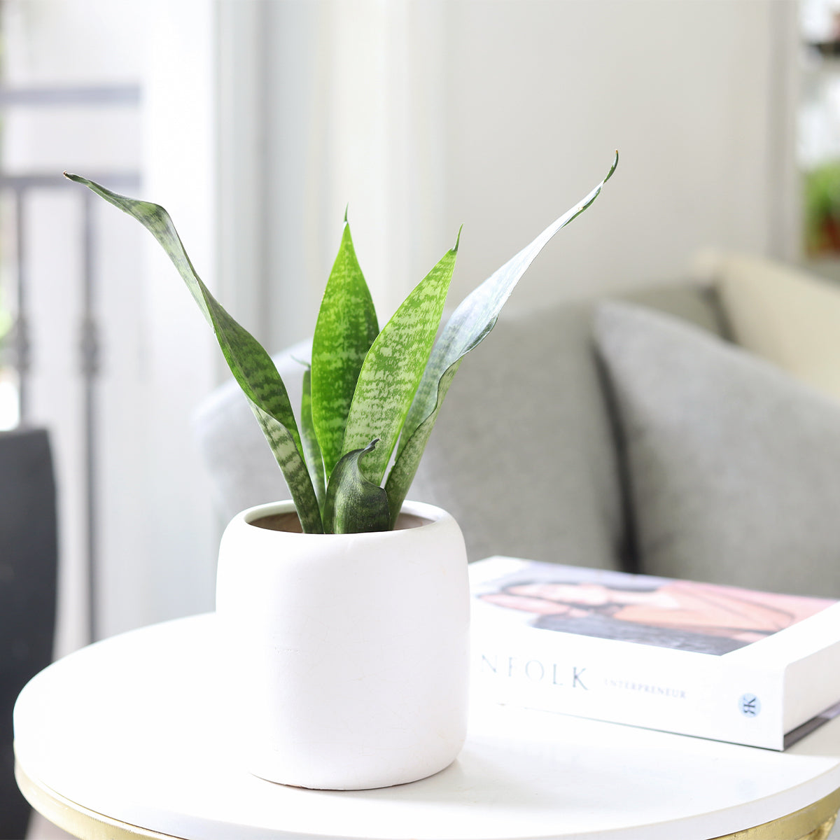 buy snake plant sansevieria zeylanica live houseplant 3" pot online, upright sword-like dark green leaves with creamy white wavy stripes, slow-growing evergreen, compact starter size, air-purifying and drought tolerant, bold architectural accent for desk or shelf, perfect low-maintenance indoor plant gift for beginners