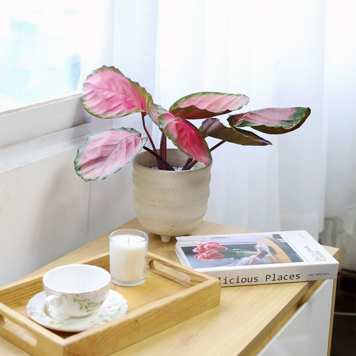 buy calathea rosy live houseplant 2" pot online, vibrant pink and dark green oval leaves, velvety watercolor foliage, compact upright clumping form, prayer plant leaf movement, moderate humidity lover, tropical accent for living room shelves, thoughtful gift for plant lovers