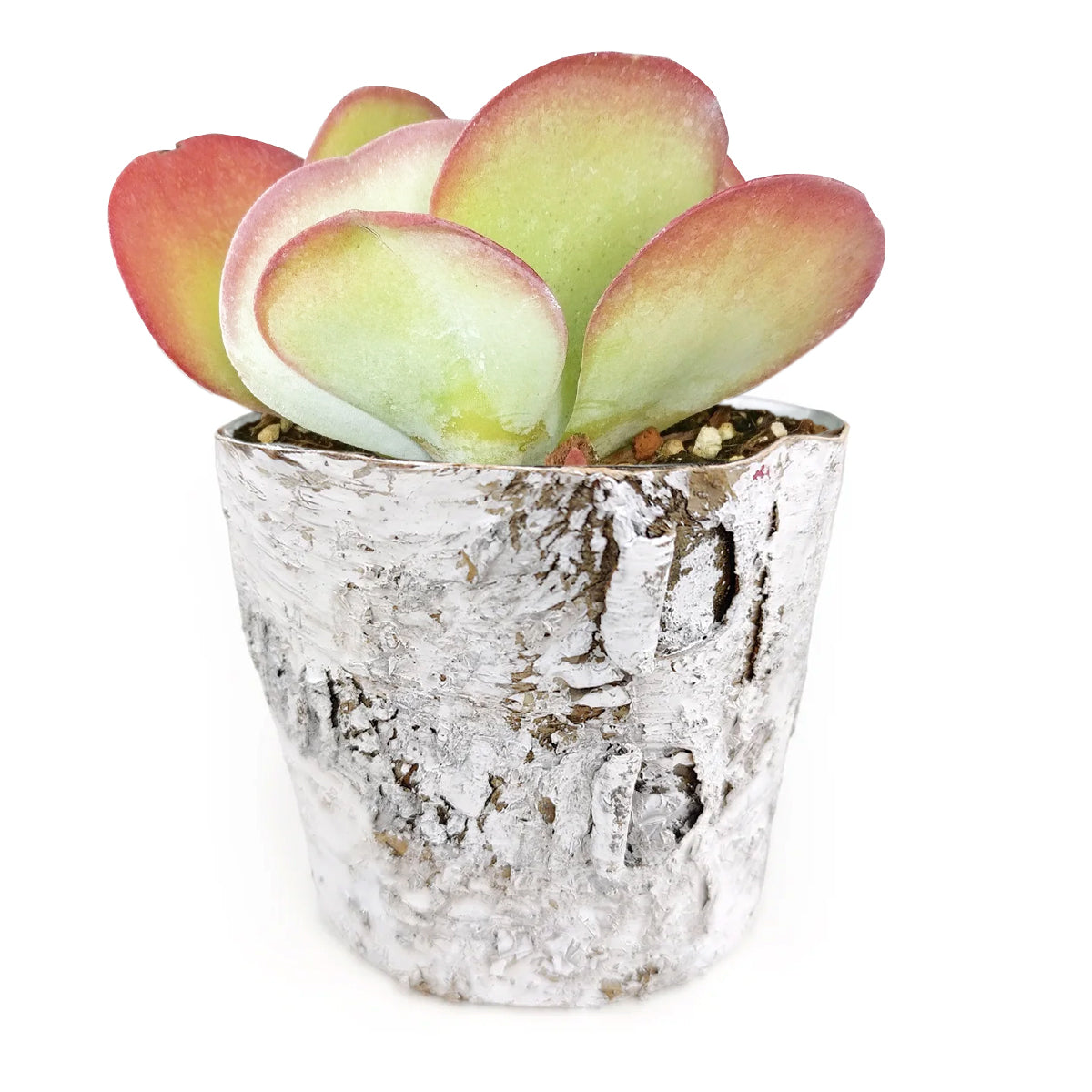 Birch Pot Large Size, zinc planters for sale, unique pots for decoration, Small decorative pot for succulent cactus and flowers, Where to buy stylish planter pot for home decor