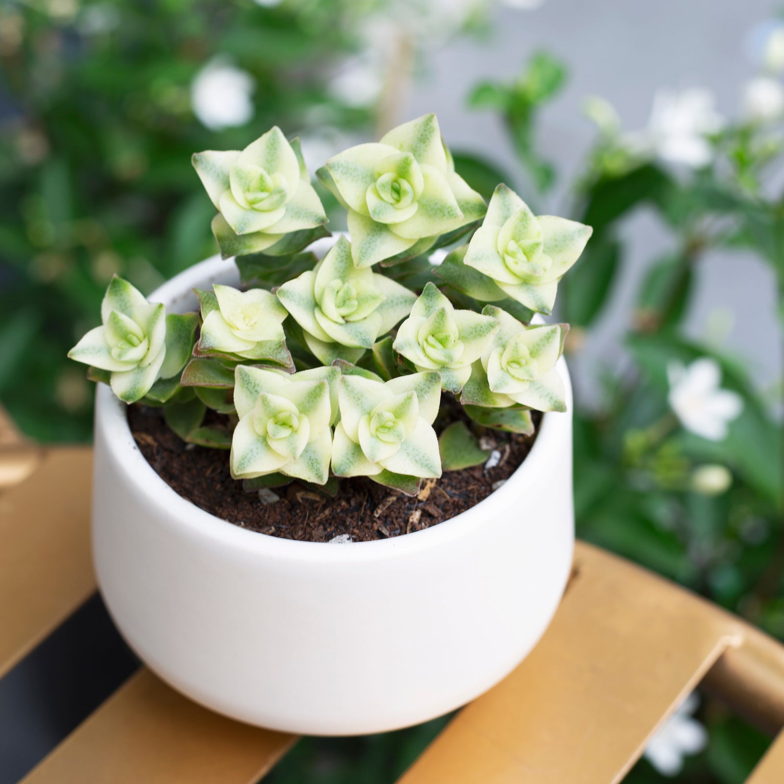 buy variegated string of buttons - crassula perforata f. variegata live succulent 2 inch online, cream and green variegated stacked triangular leaves, upright then trailing growth form, pink-blushed leaf margins in bright light, drought tolerant and easy care, architectural accent for modern shelf or window ledge, unique variegated succulent gift for plant lovers