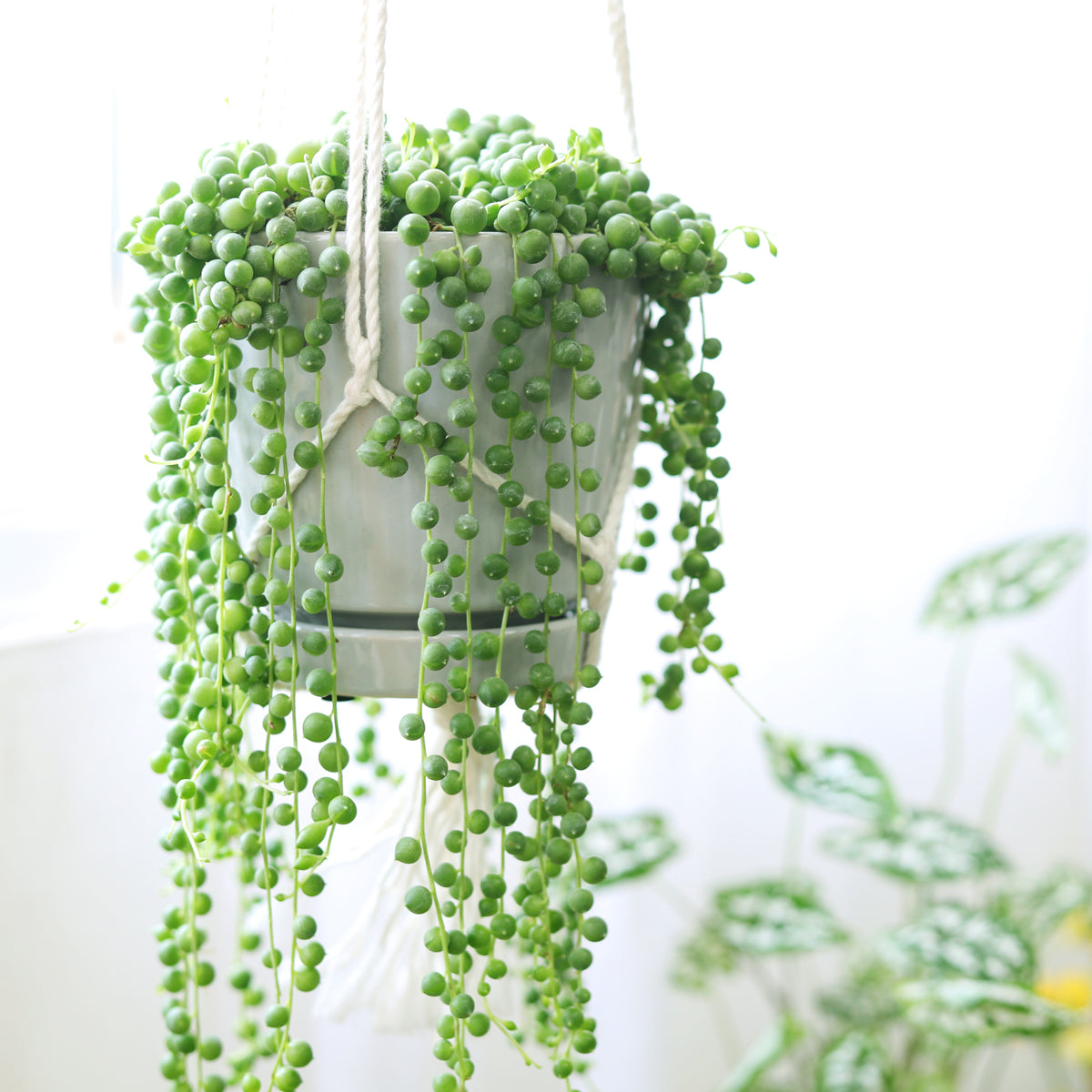 6" pot string of pearls senecio rowleyanus live succulent for home decoration