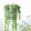 String of pearls for sale, how to grow succulents, succulent plant, succulent care guide, indoor succulents, monthly succulents, succulent care tips