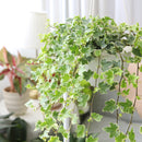 6" pot glacier english ivy live air plant for sale, lush silvery variegated foliage with crisp white leaf margins, vigorous trailing habit ideal for hanging baskets or trellises, well-established root system in nursery pot, air purifying and low maintenance, striking living wall accent piece, exceptional gift for plant collectors