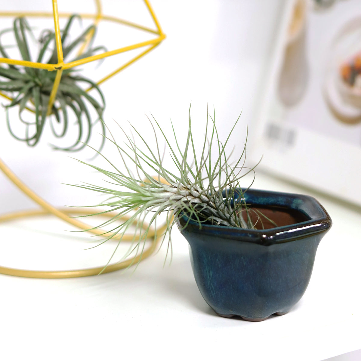 air plant holder, mini air plant holder, clay mini pot for air plant, retro style air plant holder, clay mini air plant pot, mini clay pot for air plant, small container for air plants and succulents, buy tiny pot for air plant online, air plant pot with drainage hole, retro-design clay pot, vintage air plant holder