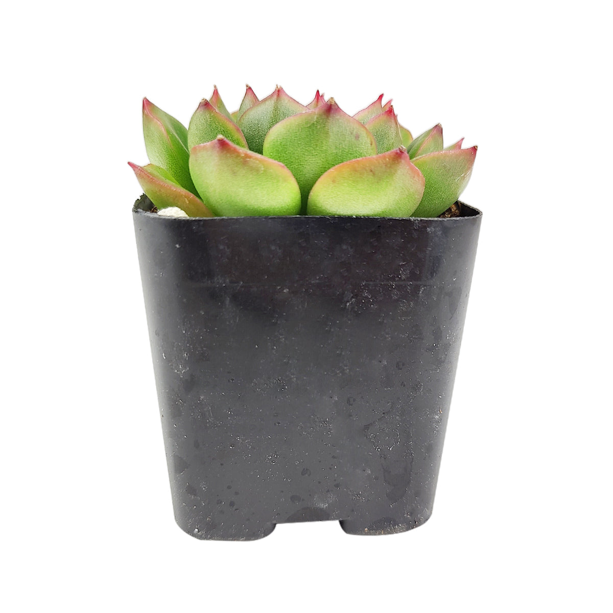 4 inch echeveria cris live succulent for sale, rosette of plump lime-green and blue-toned leaves with subtle pink margins, easy care beginner-friendly succulent, offsets to form clusters over time, non-toxic and pet safe