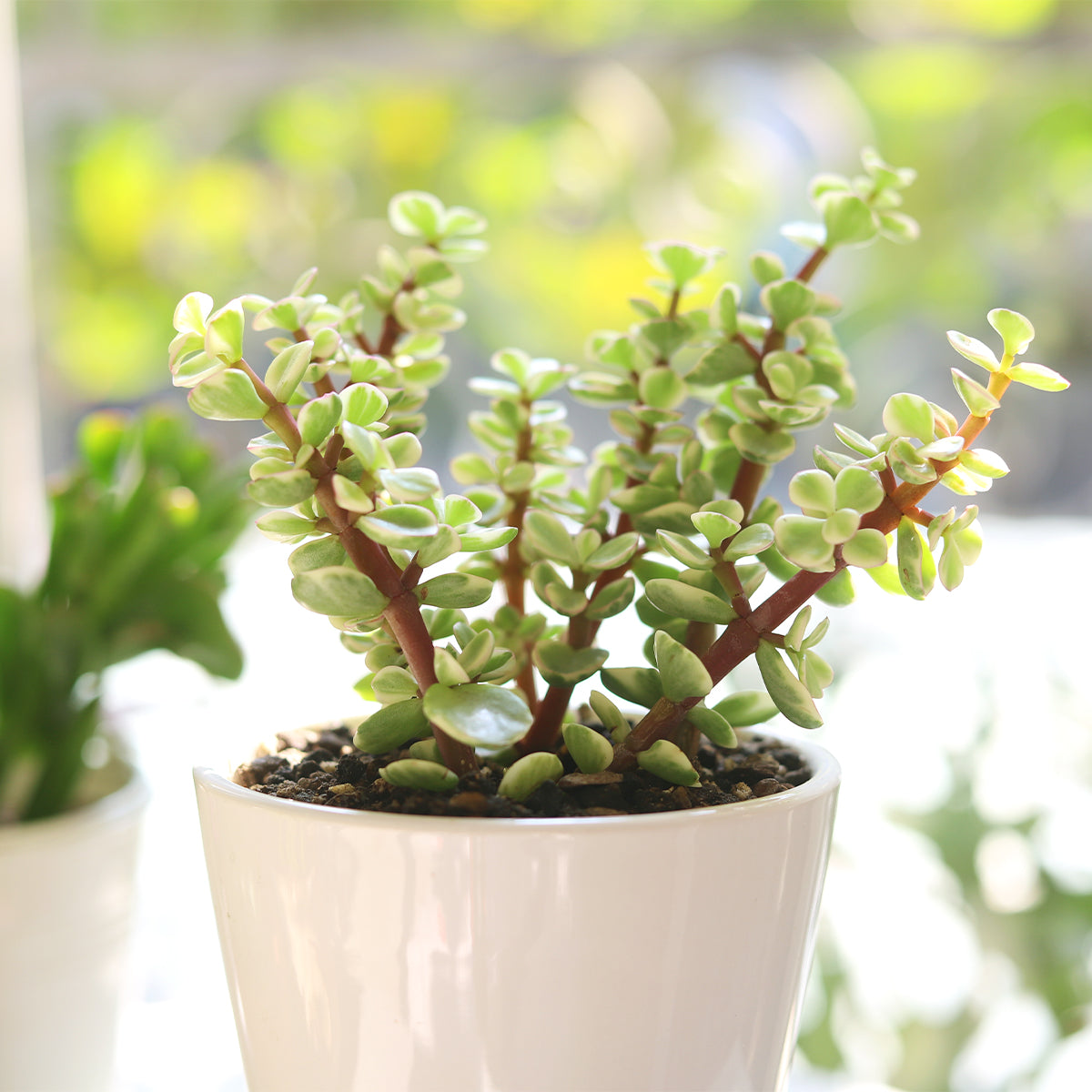 Elephant Bush - Portulacaria afra f. variegata