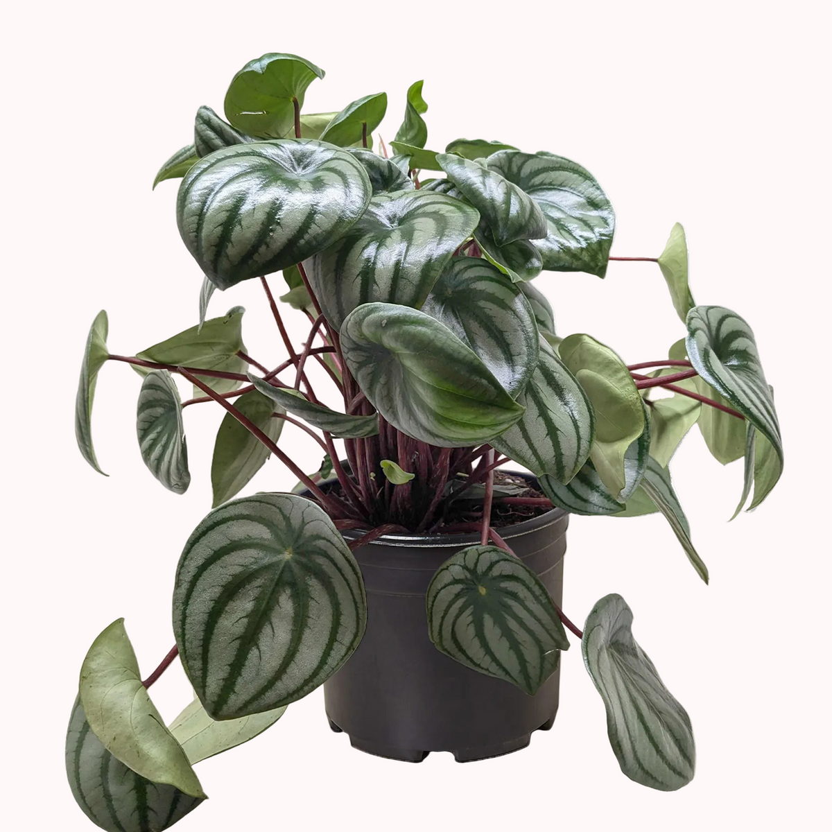 6" peperomia watermelon live houseplant for sale, bold watermelon rind leaf pattern, smooth waxy leaf surface, bushy compact form stays under 12 inches, low maintenance and drought-tolerant, stunning desk or shelf accent for home offices, makes an unforgettable housewarming gift