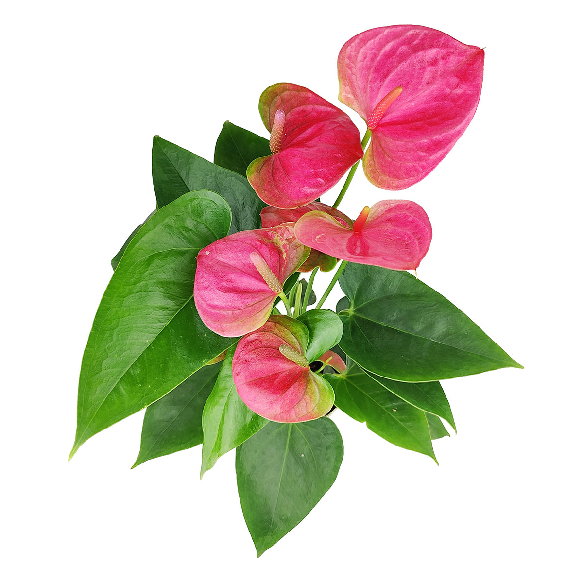 6" pot anthurium 'pink' live houseplant for sale, deep pink heart-shaped spathes, lush dark green glossy foliage, sturdy upright growth habit, year-round blooming tropical, bright indirect light lover, bold architectural centerpiece, a stunning gift for any occasion