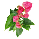 6" pot anthurium 'pink' live houseplant for sale, vivid pink waxy spathe with contrasting green glossy foliage, flamingo flower classic hybrid, epiphytic tropical grower, steady slow to medium growth rate, thrives in warm humid rooms, bold architectural living room focal point, a luxurious gift for any plant lover