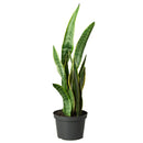 8" pot snake plant sansevieria laurentii live houseplant for sale, white cylinder planter housing a full mature rosette of tall sword-shaped leaves with vivid yellow edges and dark green banding, impressive upright columnar presence, virtually indestructible long-lived succulent, elegant air purifying floor plant for modern or minimalist interior decor, truly unforgettable plant gift for any home