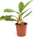 buy philodendron ring of fire live houseplant 4 inch online, tropical rainforest hybrid with boldly variegated serrated leaves in green red orange and cream, striking upright bushy growth with sculptural form, air-purifying and humidity-loving indoor plant, thrives near bright filtered windows, show-stopping rare houseplant gift for dedicated plant lovers
