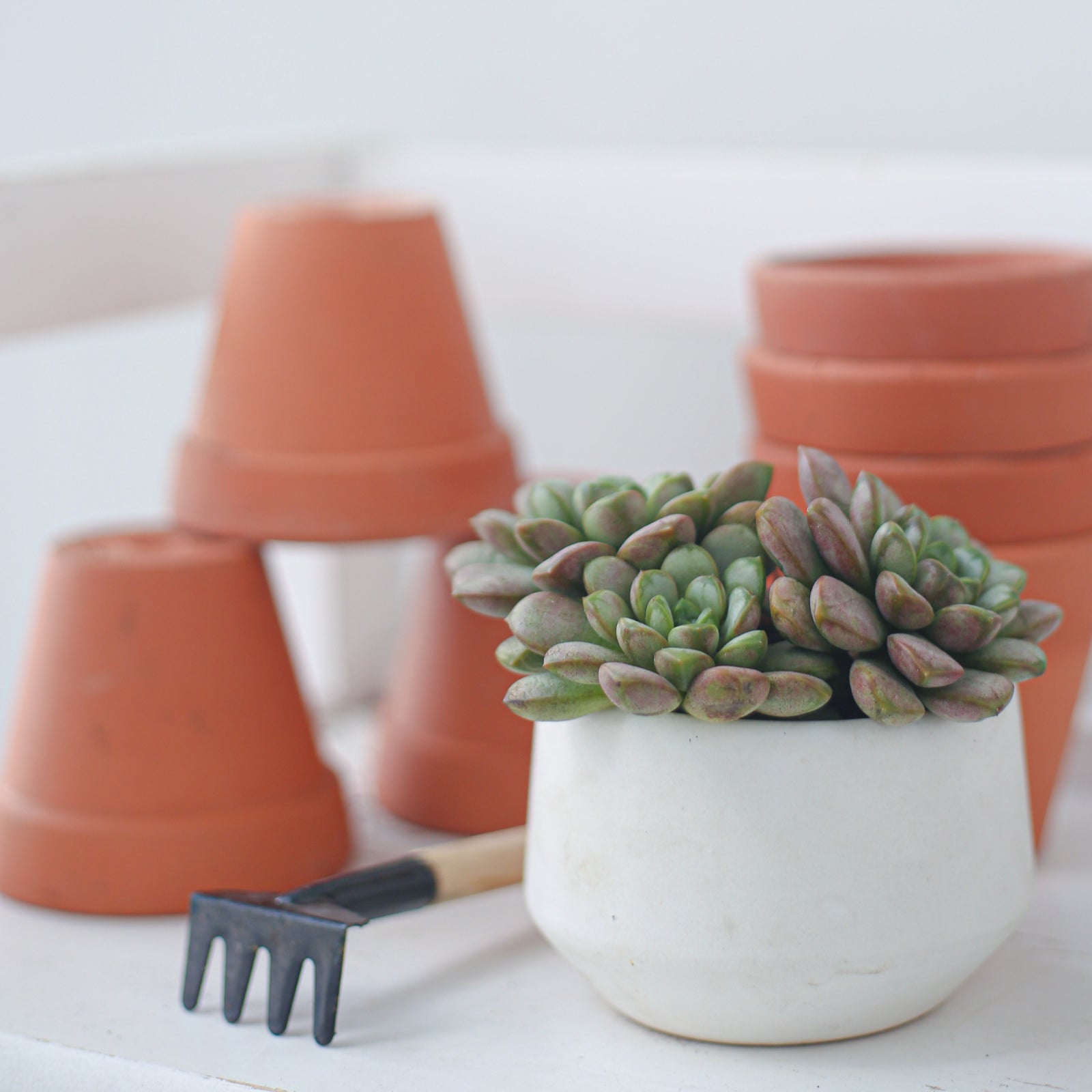 buy graptoveria amethorum live succulent 2 inch online, compact grayish-green rosette with plum-tipped fleshy leaves, slow-growing drought-tolerant succulent, chubby stubby leaf texture, color-changing margins in bright light, elegant on a sunny desktop or shelf, a rare and charming gift for succulent lovers, in a plastic pot ready to grow