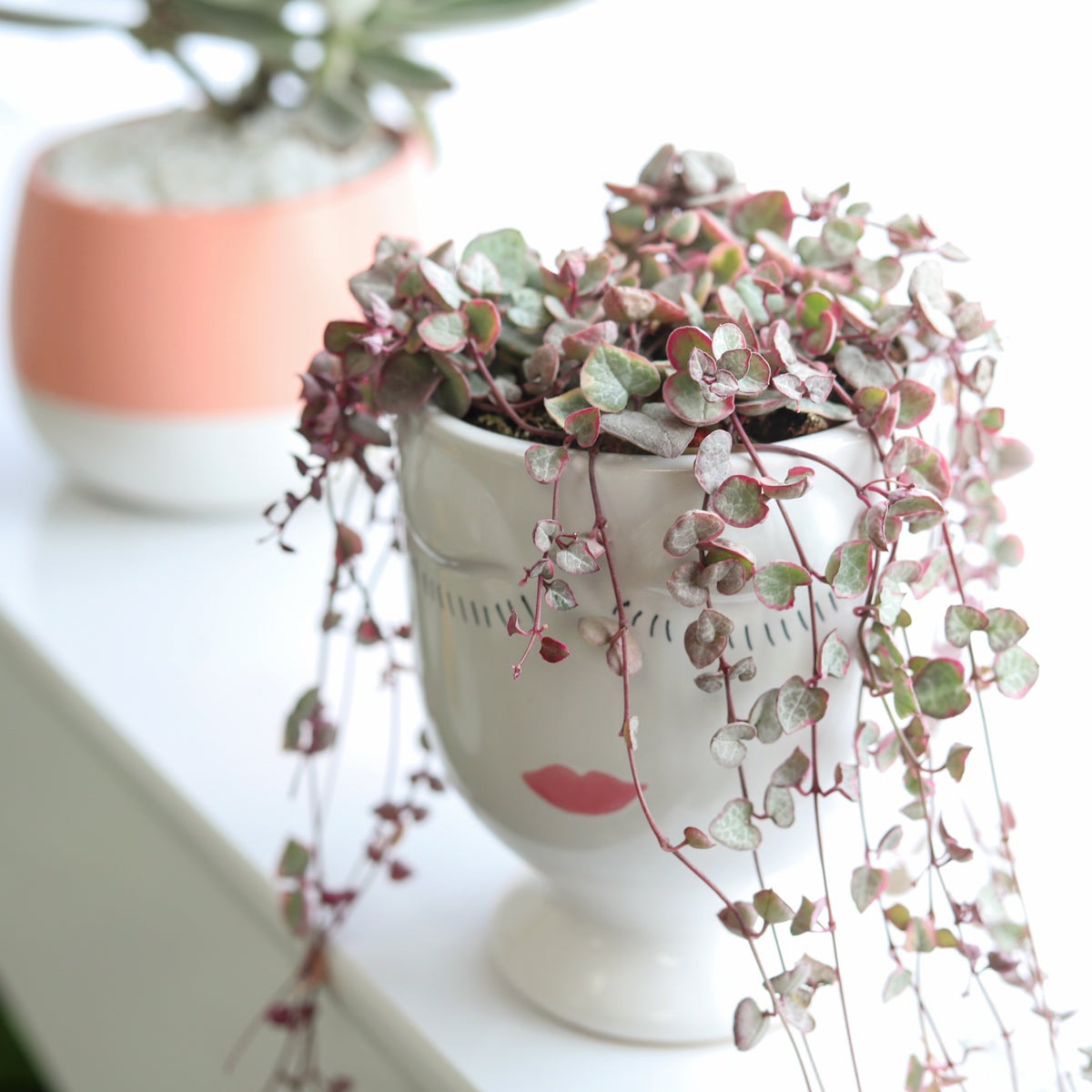 buy string of hearts variegated live succulent 2" pot online, trailing vine with pink white and gray heart-shaped fleshy leaves, delicate purple stems with bead-like aerial tubers, rare variegated foliage pattern, drought tolerant easy care plant, perfect cascading accent for a boho shelf or windowsill, a charming and unique gift for plant lovers