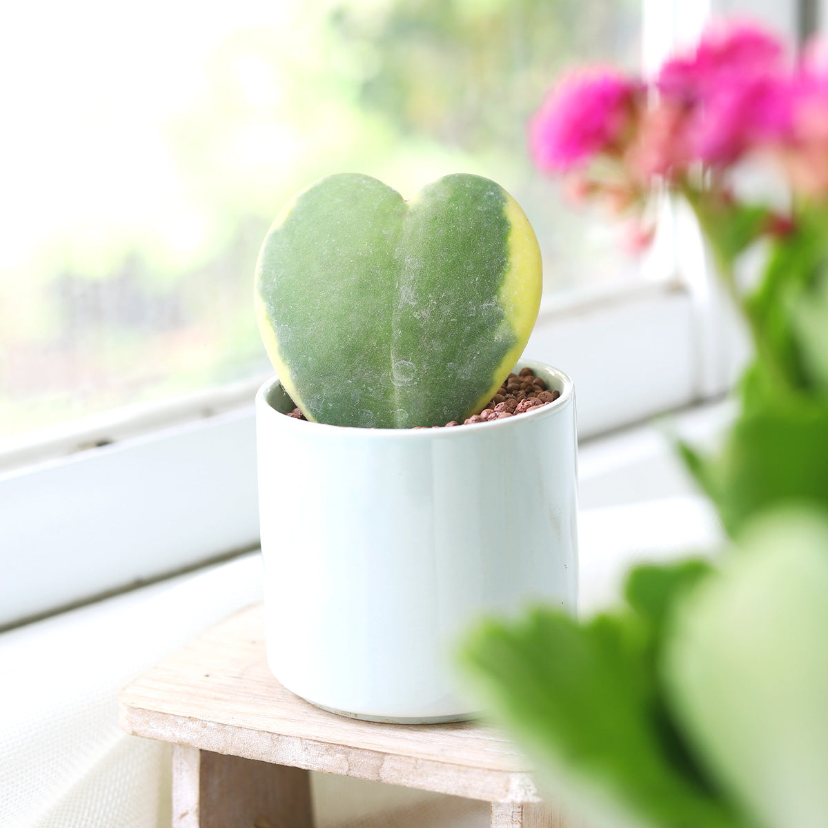 buy hoya 'sweetheart variegated' live houseplant 3" pot online, thick waxy heart-shaped leaves with creamy yellow and deep green variegation, semi-succulent foliage, compact single-leaf form, easy low-maintenance care, charming valentine's day gift for plant lovers
