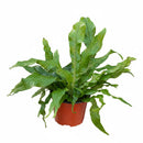 buy fern 'crocodile' live houseplant 4" pot online, textured light green fronds with bold dark green clathrate scales, compact rosette form, slow growing and long lasting, thrives in high humidity, a stunning architectural accent for any indoor jungle display