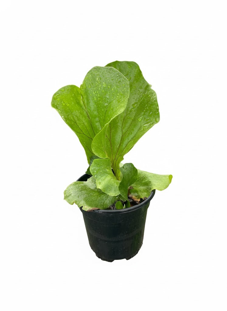 4" pot fern 'elephant' live houseplant for sale, undivided rounded fertile fronds with soft fuzzy texture, arching sterile shield fronds, compact starter specimen, humidity-loving tropical epiphyte, striking bohemian living wall decor accent, an extraordinary and rare gift for the discerning plant collector