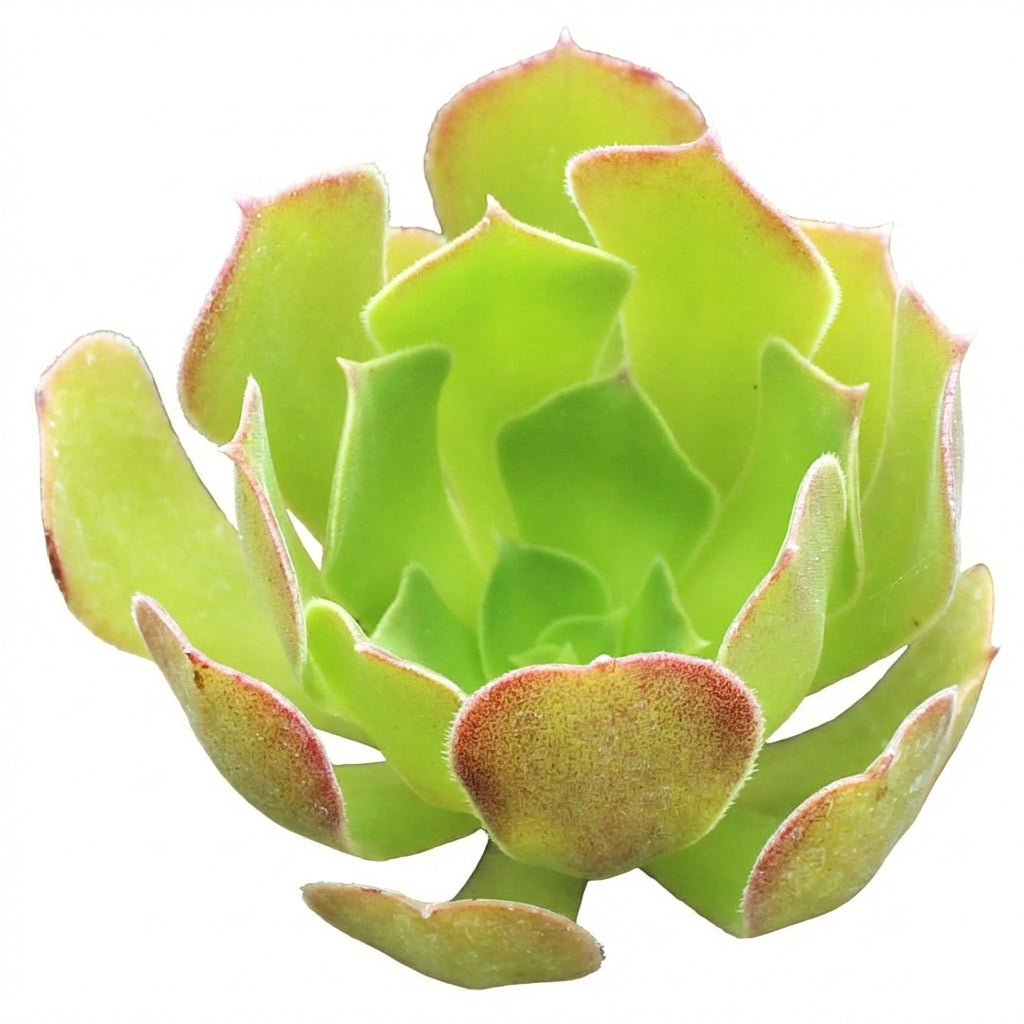 2 inch aeonium 'blushing beauty' live succulent for sale, spoon-shaped fleshy leaves with red blush margins arranged in tight rosette clusters, woody-stemmed branching succulent with sculptural silhouette, low maintenance and beginner friendly, vibra