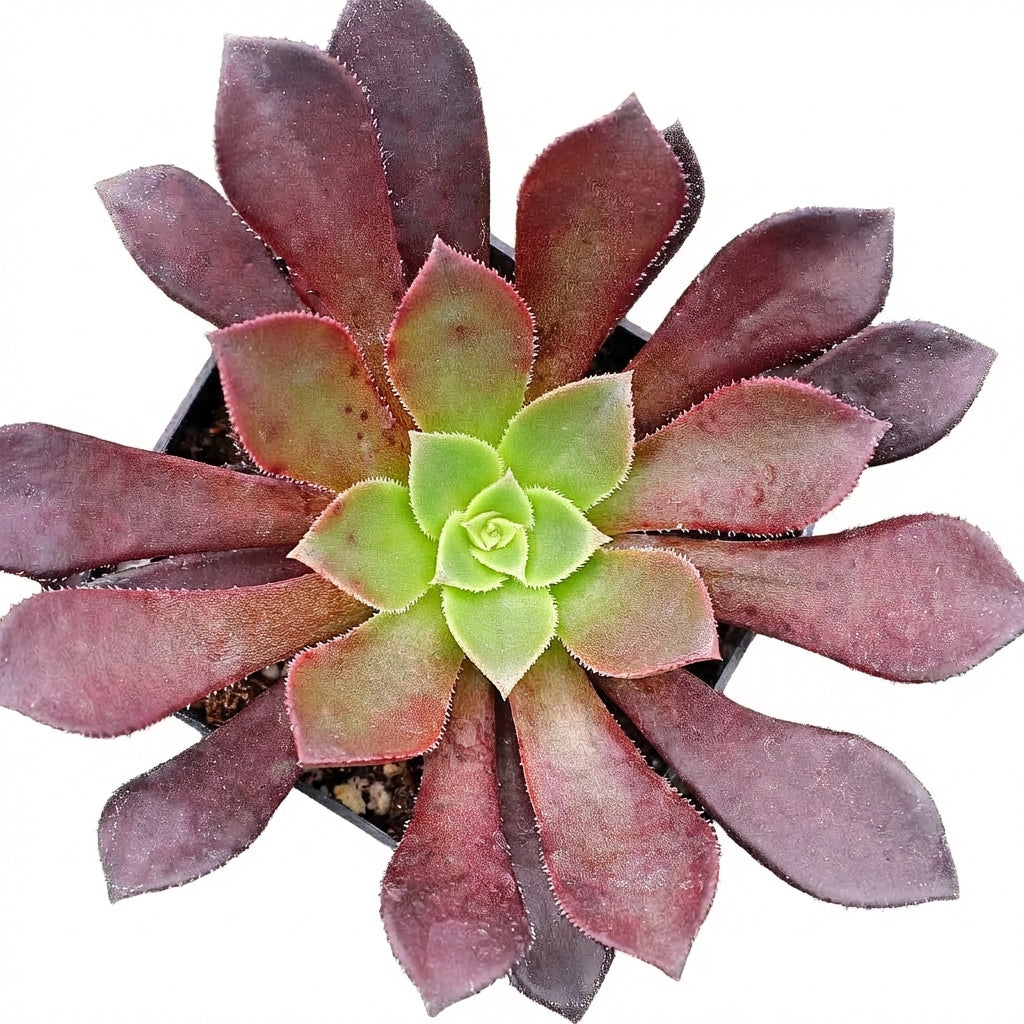 buy aeonium 'phoenix flame' live succulent 2 inch online, vivid dark red and lime green rosette, lanceolate ciliate leaf texture, compact clumping growth habit, drought tolerant easy care, striking architectural accent for sunny windowsill displays,