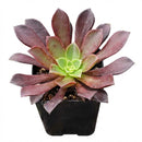buy aeonium 'phoenix flame' live succulent 2 inch online, flame-toned clustering succulent with vivid reddish-black leaves surrounding a brilliant lime green center, upward-curling rosette form resembling an open rose, ciliate leaf margins with tacti