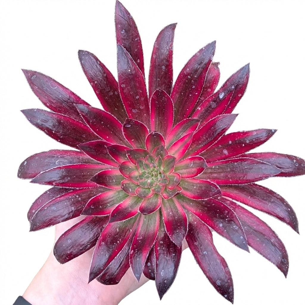 4 inch aeonium 'phoenix flame' live succulent for sale, rosette glowing with blend of deep reds and bright greens reminiscent of a rising phoenix, thick fleshy leaves tapering to fine points, slow growing compact form suited for small spaces, drought