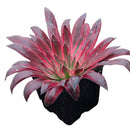 buy aeonium 'phoenix flame' live succulent 2 inch online, flame-toned clustering succulent with vivid reddish-black leaves surrounding a brilliant lime green center, upward-curling rosette form resembling an open rose, ciliate leaf margins with tacti