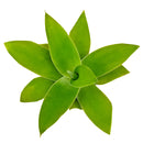 2 inch foxtail agave live succulent for sale, dense rosette of flexible gray-green fleshy leaves without spines, upright rosette growth form with trunk-like stem, exceptionally drought tolerant and beginner friendly