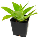 2 inch foxtail agave live succulent for sale, dense rosette of flexible gray-green fleshy leaves without spines, upright rosette growth form with trunk-like stem, exceptionally drought tolerant and beginner friendly