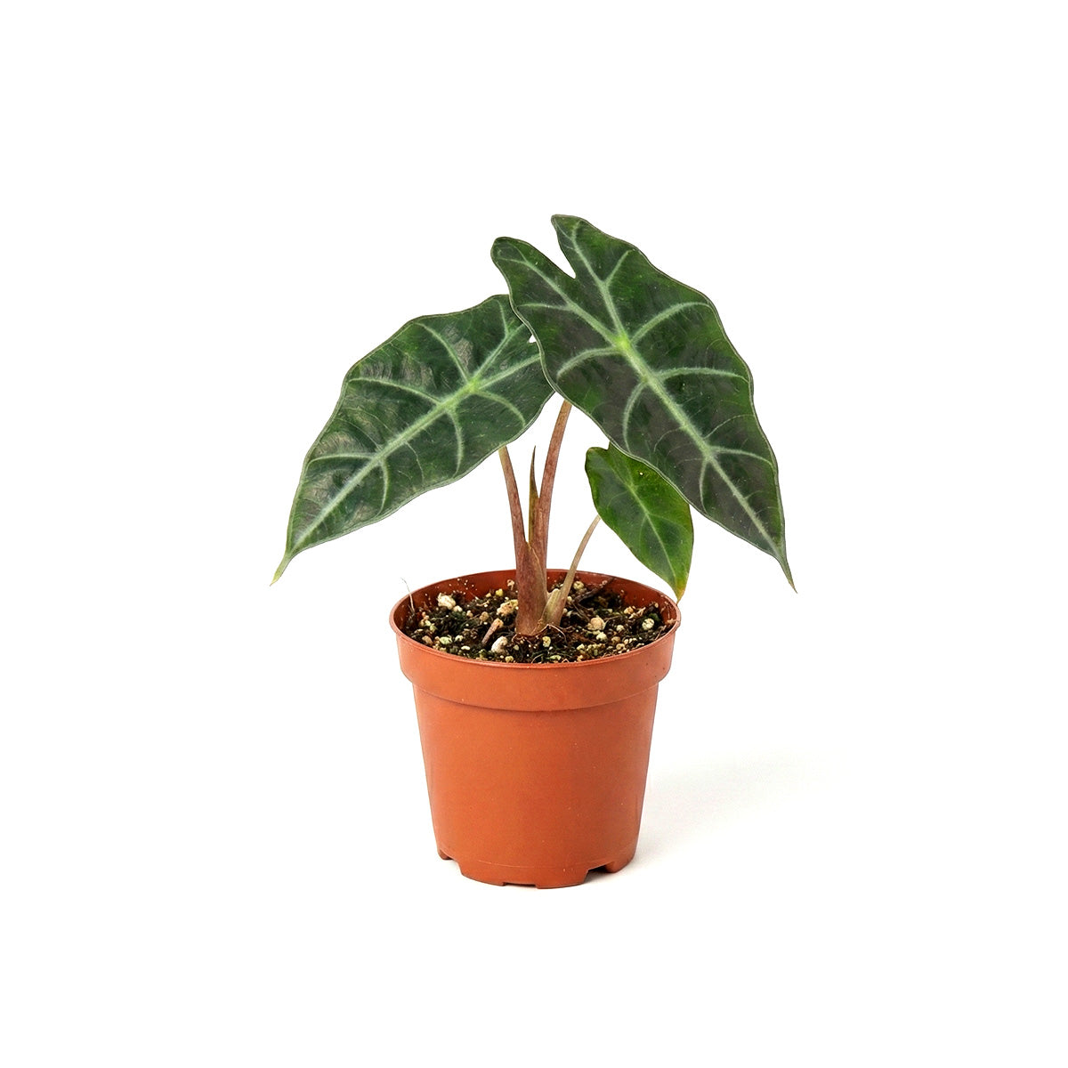 2" pot alocasia polly 'african mask' live plant for sale, petite starter size with characteristic dark green foliage and prominent white veining, dense clumping form, thick leathery leaves, prefers high humidity environments, charming tabletop accent for bathrooms or kitchens, an ideal gift for beginner plant enthusiasts