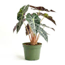 buy alocasia polly 'african mask' live plant 4" pot online, arrowhead-shaped dark forest-green leaves with contrasting bright white veins and slightly wavy margins, upright compact clumping form, smooth glossy tropical texture, thrives in bright indirect filtered light with consistent moisture, a stunning display plant for modern or bohemian home decor, a gorgeous gift choice for houseplant fans