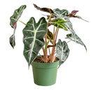 buy alocasia polly 'african mask' live plant 4" pot online, arrowhead-shaped dark forest-green leaves with contrasting bright white veins and slightly wavy margins, upright compact clumping form, smooth glossy tropical texture, thrives in bright indirect filtered light with consistent moisture, a stunning display plant for modern or bohemian home decor, a gorgeous gift choice for houseplant fans