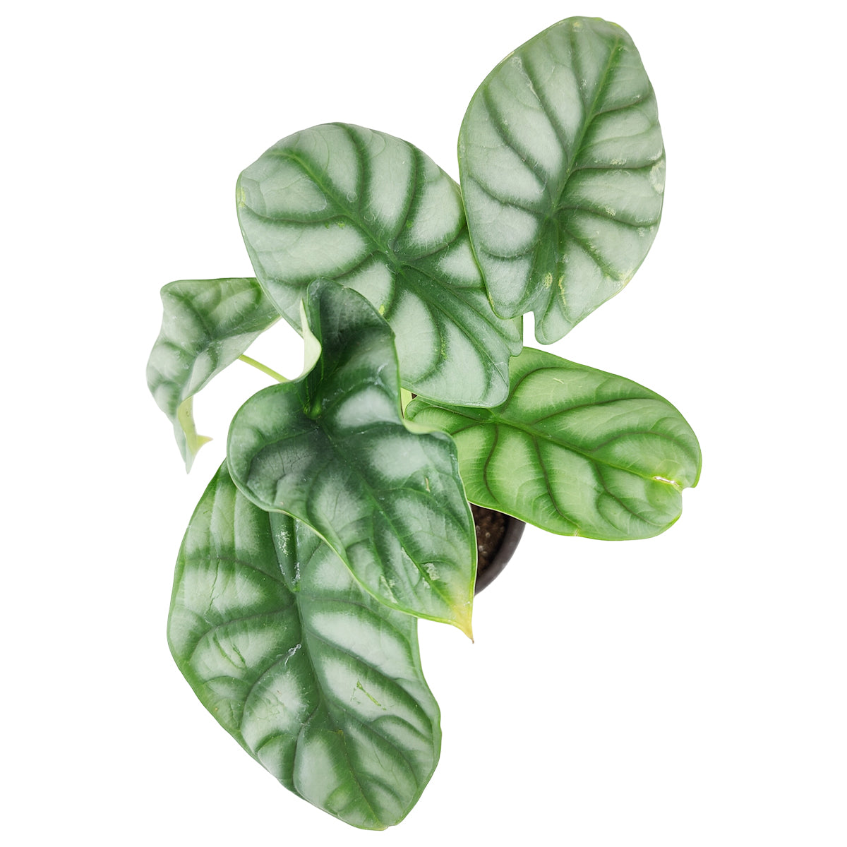 buy alocasia silver dragon live plant white cylinder 4" pot online, luminescent silvery leaves with scale-like surface texture, upright petiole growth habit, moisture-loving tropical indoor plant, air purifying araceae family member, elegant exotic centerpiece for bright interiors, a stunning housewarming gift