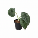 4" pot alocasia 'melo' live plant for sale, extraordinarily thick leathery leaves with rough mineral-like surface texture, jade to slate blue-green coloration with deep corrugations, upright compact form ideal for desks and small spaces, jewel alocasia native to borneo tropical rainforests, creates a lush tropical focal point in any room, an impressive and memorable gift for any plant collector