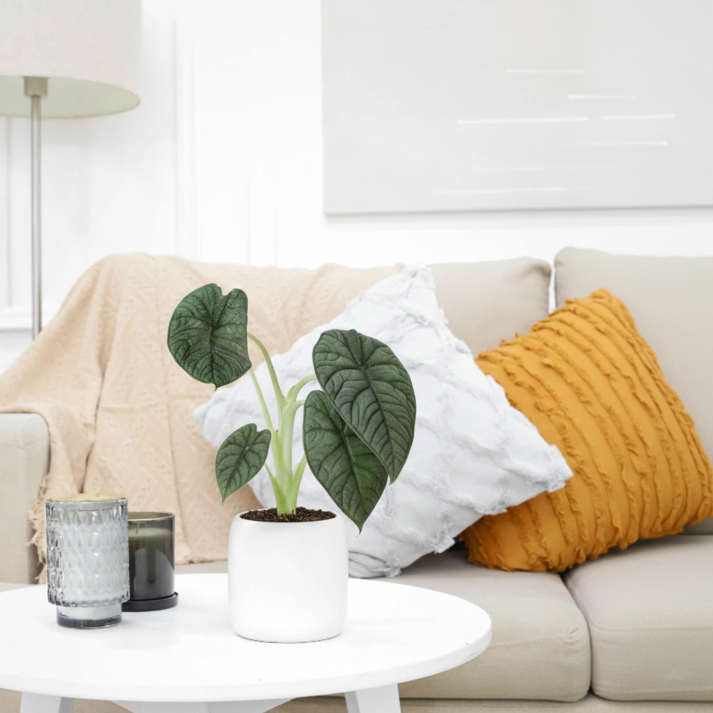 buy alocasia 'melo' live plant 4" pot online, deeply corrugated dark green leaves with bold veining, thick leathery rugose texture resembling reptile skin, compact upright tropical growth form, jewel alocasia collector variety, makes a dramatic architectural statement on any shelf or desk, a unique and impressive gift for plant enthusiasts
