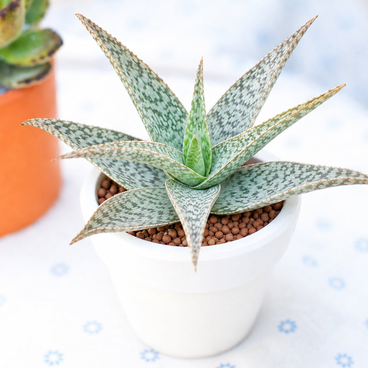 buy aloe 'white beauty' live air plant 2 inch online, compact rosette form with deep green triangular leaves, bold raised white spots, lightly toothed leaf margins, slow growing architectural succulent, striking desk or windowsill accent, makes a unique and lasting succulent gift