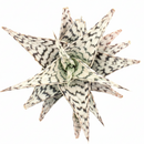 4 inch Aloe Blizzard for sale, easy to care indoor plants, buy Aloe Blizzard online, rare 4 inch succulents