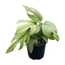 6" pot amydrium 'silver' (spiderman monstera) live houseplant for sale, elegant indoor vine display, ornamental tropical aroid houseplant, modern minimalist plant decor, sought-after collector foliage plant, natural home decor greenery