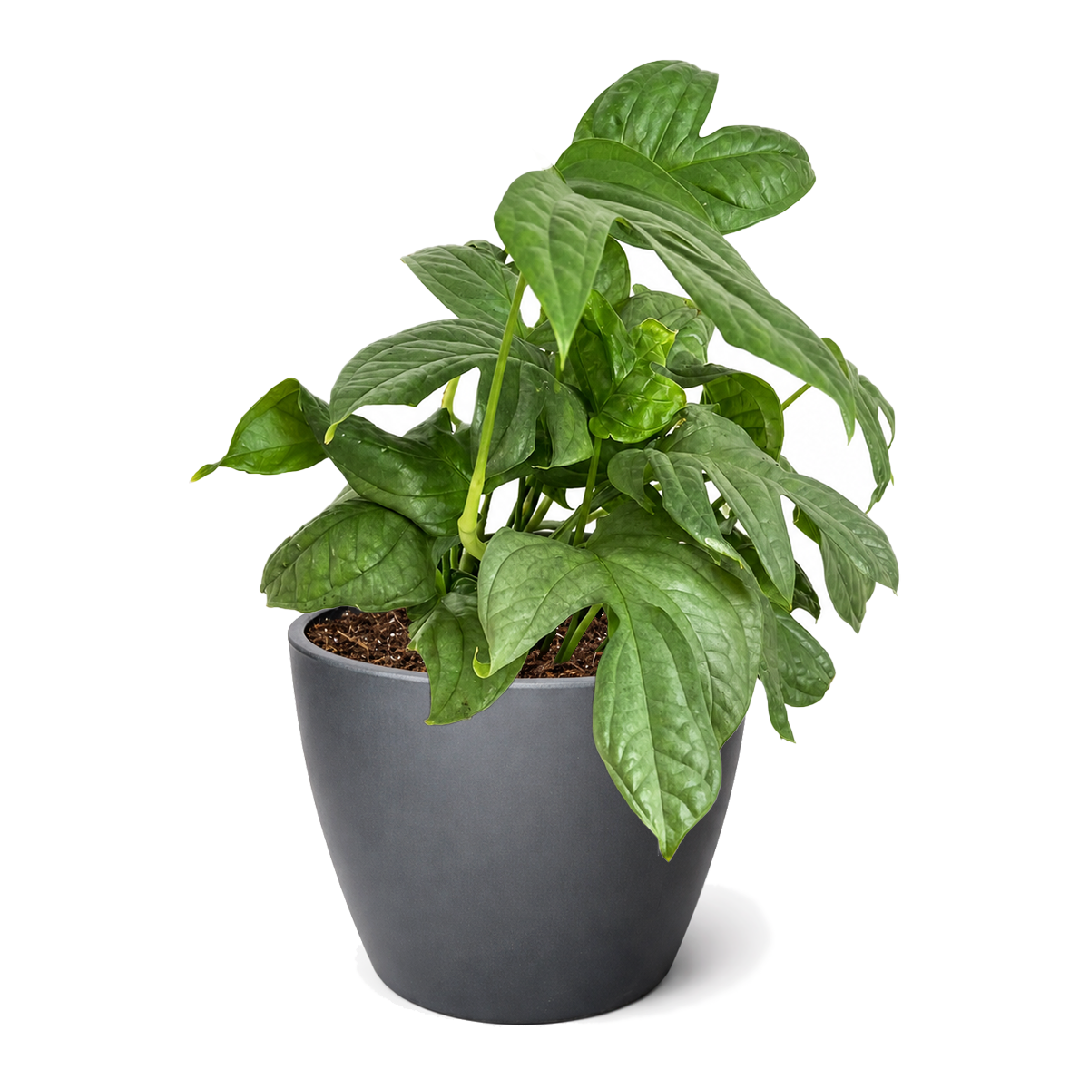 6" pot amydrium 'silver' (spiderman monstera) live houseplant for sale, climbing plant for moss poles and trellises, exotic rainforest foliage plant, stylish modern home decor plant, lush tropical greenery accent, premium collector plant variety
